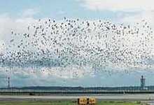 鳥の群れが飛来した空港の様子